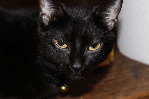 黒猫画像